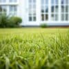 Nabijgelegen wild gras en Engels raaigras in een Nederlands gazon, met een wit huis op de achtergrond.