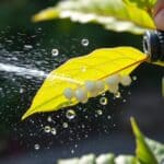 Tuinier spoelt wolluis van een blad af met een krachtige waterstraal uit een tuinslang.